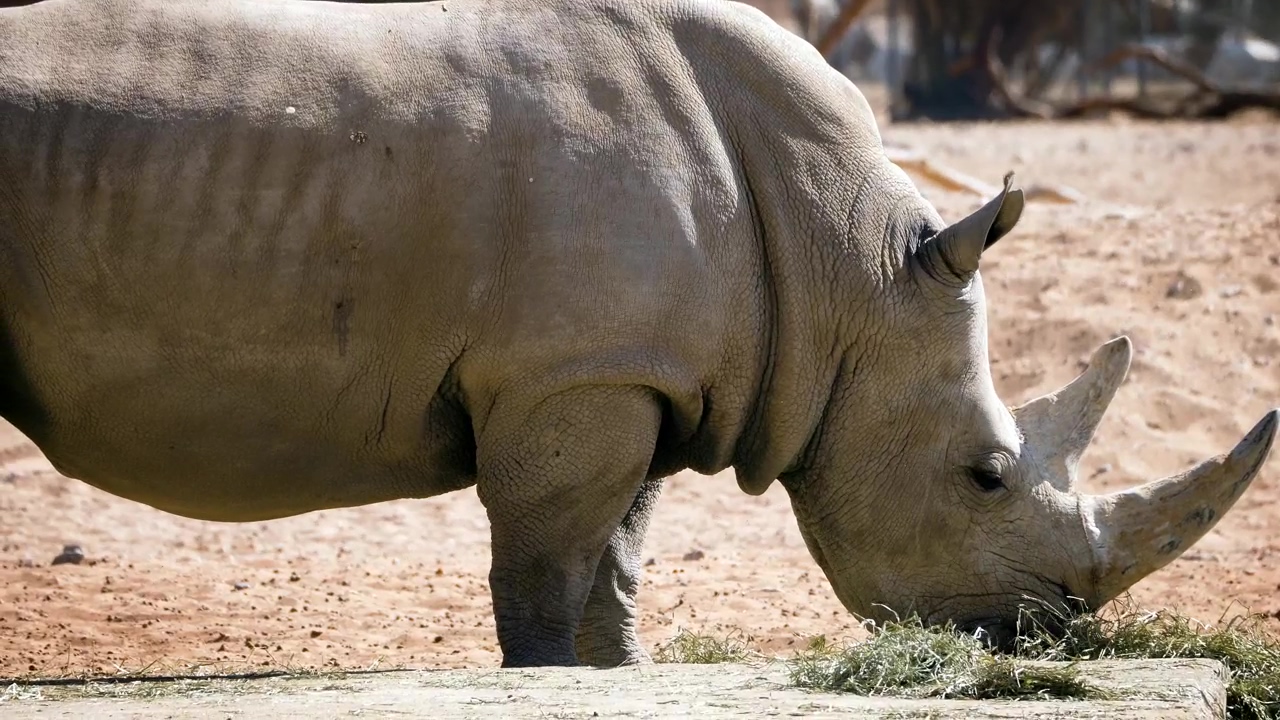 Rhino foraging for food in a safari, africa, safari, animals, african animals, horns, safari animals, and rhino