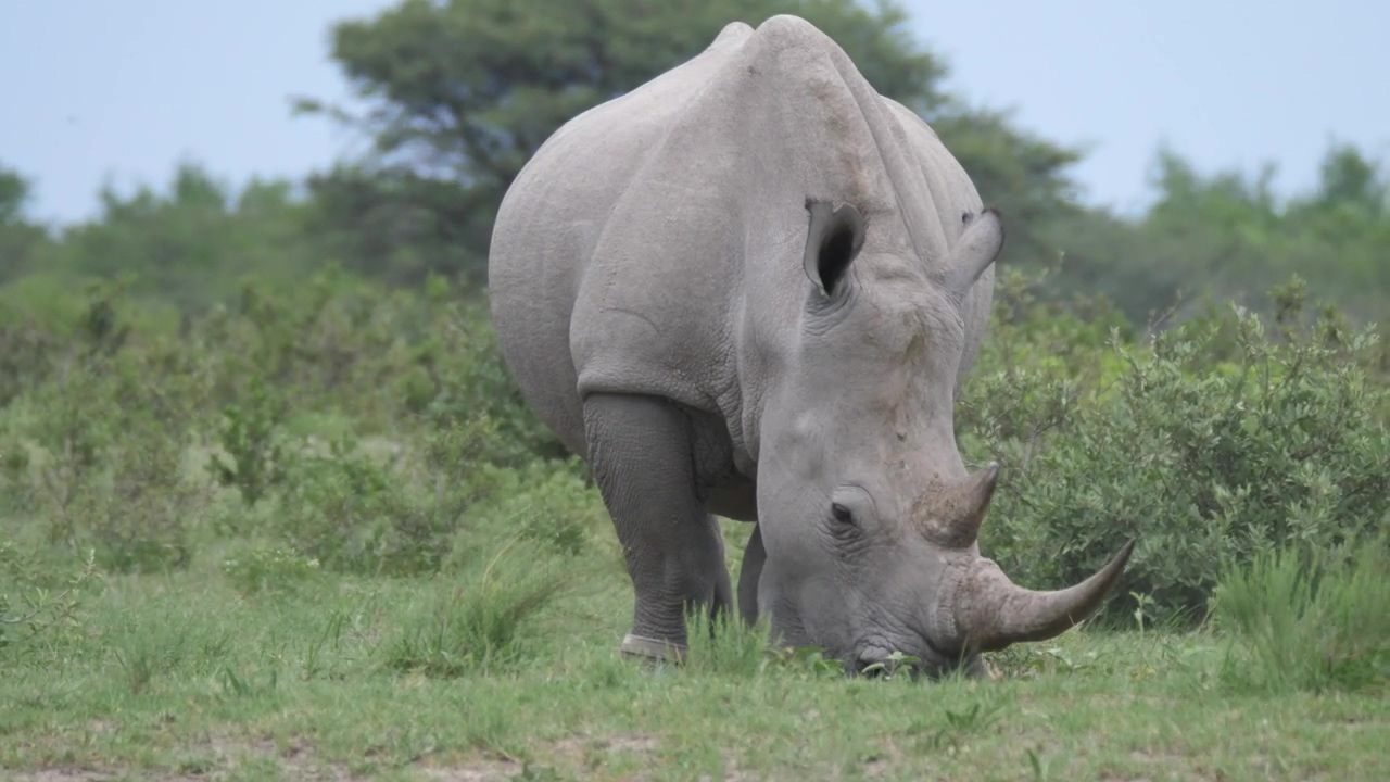 Rhino grazing in the wild, animal, wildlife, africa, and savanna