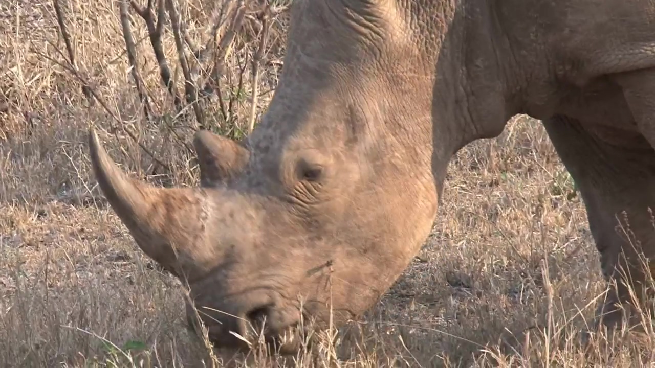 Rhino grazing on dry grass, animal, wildlife, and eating
