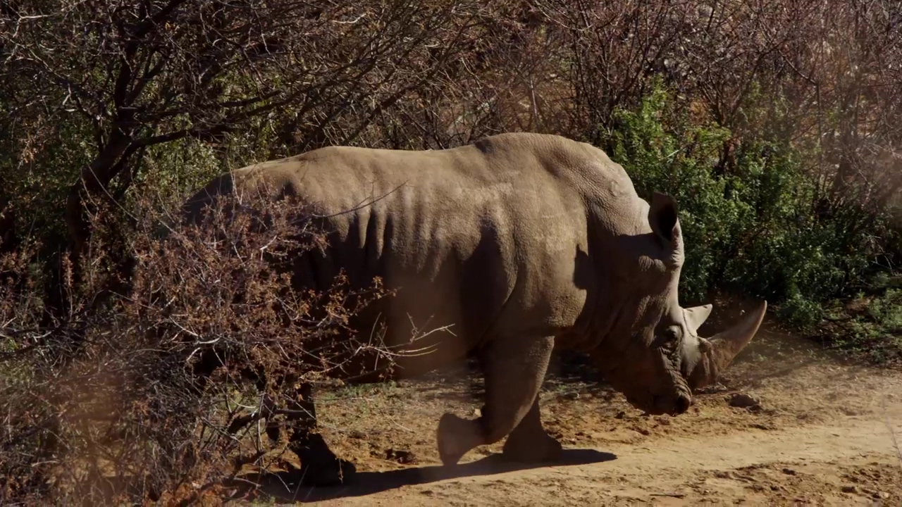 Rhino walking in the jungle, animal, wildlife, wild, and jungle