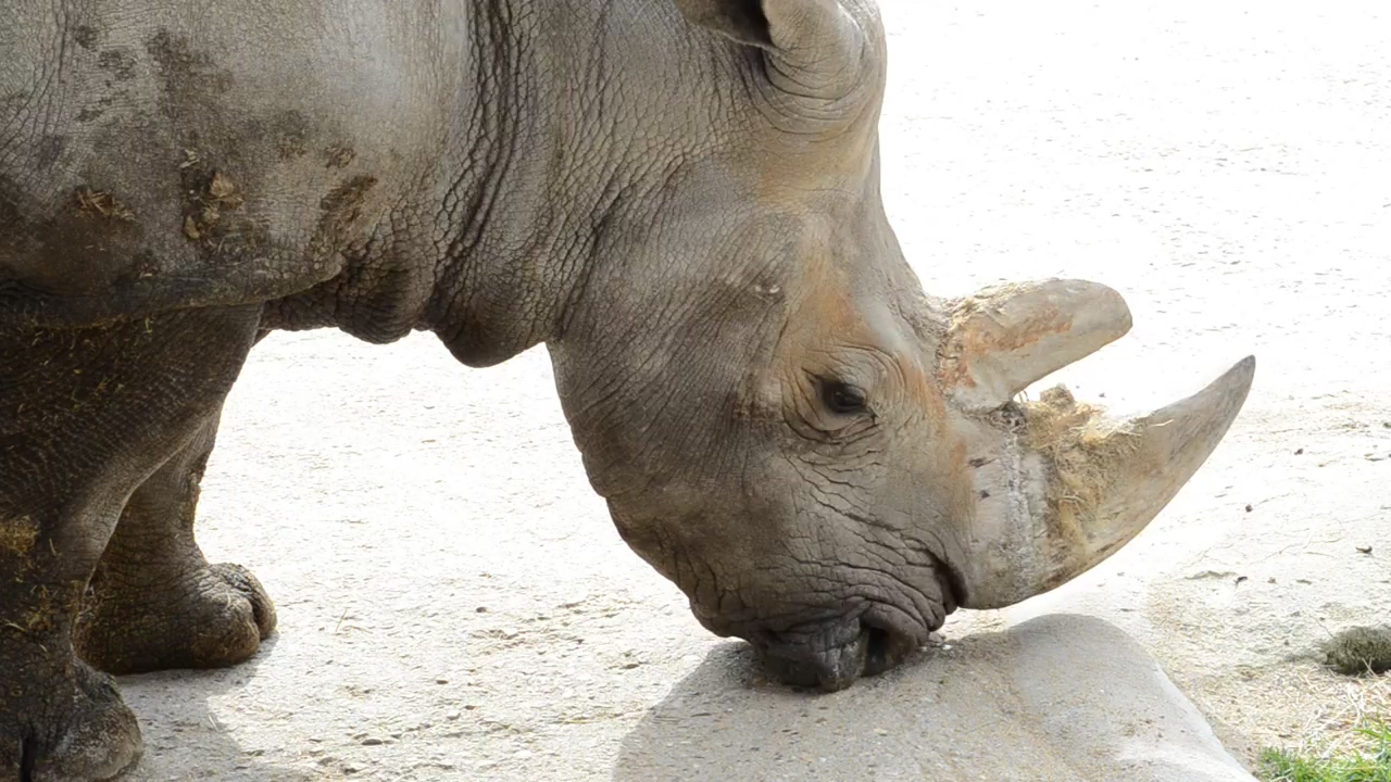 Rhinoceros in a zoo #animal #africa #zoo
