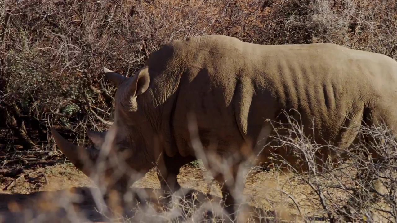 Rhinoceros in the jungle, tracking shot, animal, wildlife, wild, zoo, and jungle