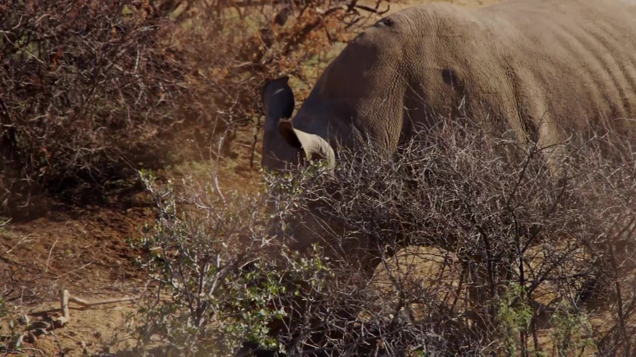 Rhinoceros searching for water in the desert, animal, desert, zoo, and safari