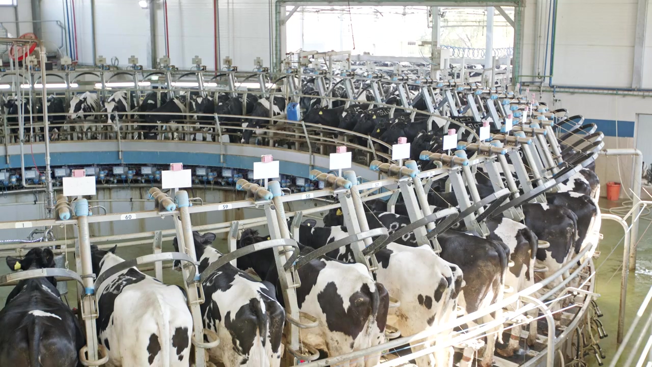 Rotary milking parlor with farm cows, milk, cow, animal farm, and cow milk