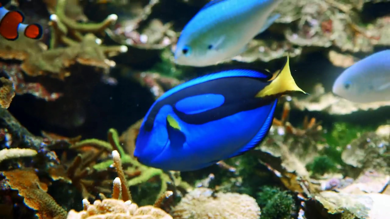 Royal blue tang fish swim in coral reef with clownfish and chromis, sea, blue, fish, and coral reef