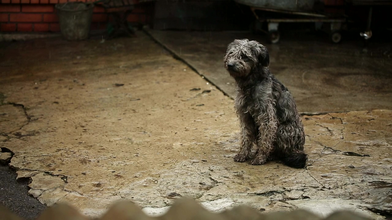 Sad hungry dog getting wet in the rain, dog, pet, sad, homeless, and hungry