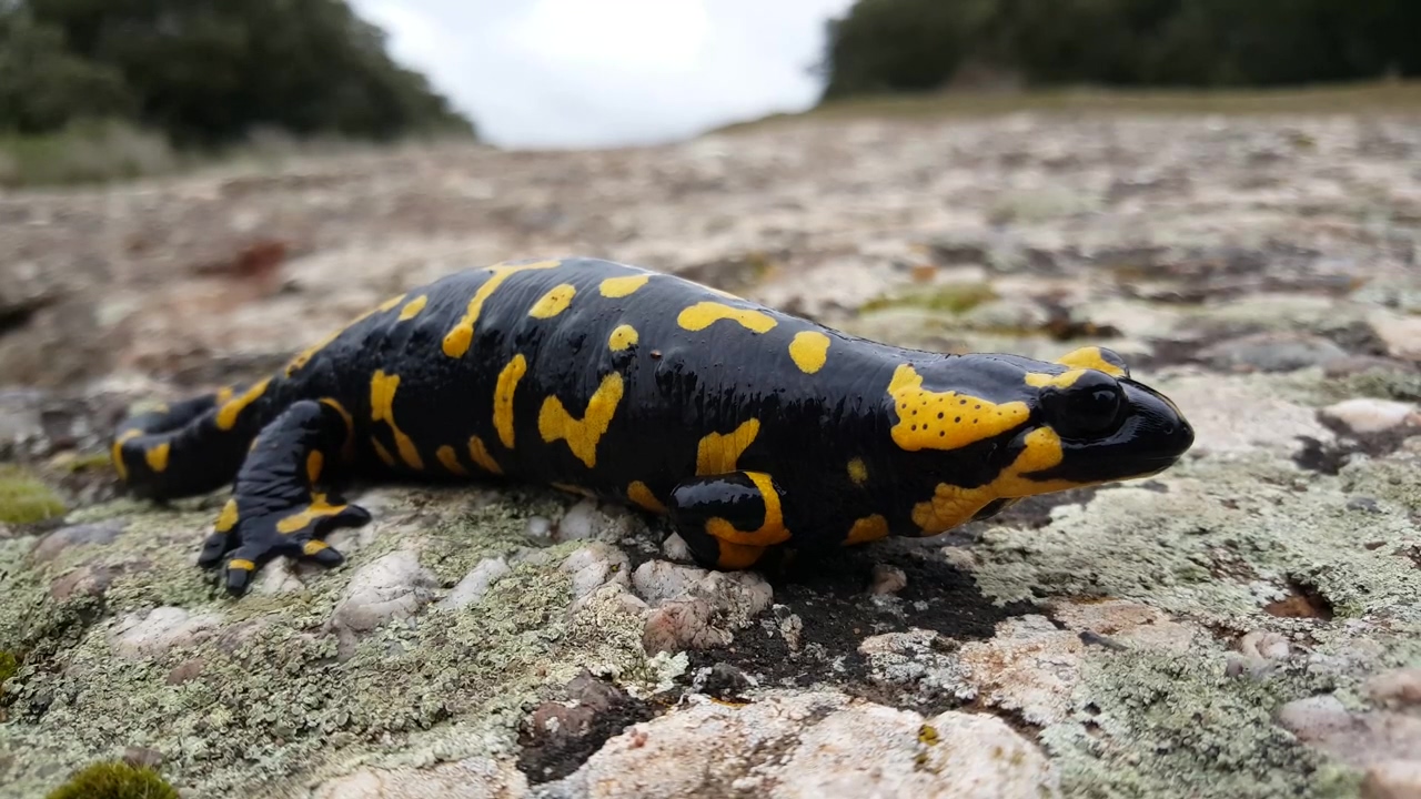 Salamander on rocks, animal, wildlife, color, and colorful