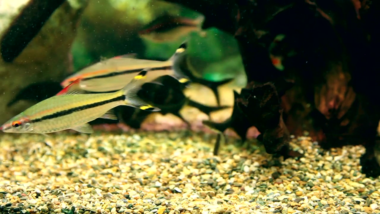 School of denison barbs with elephant fish in an aquarium, wildlife, multicolor, fish, and aquarium