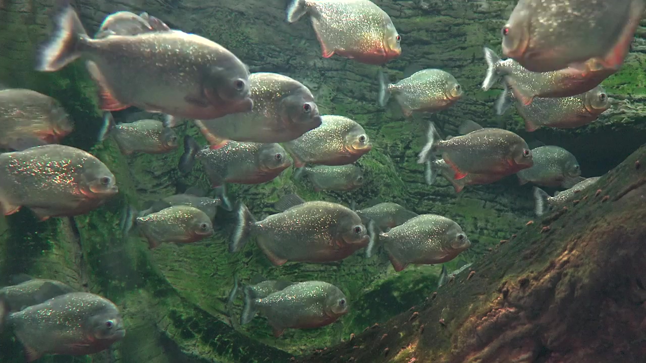 School of piranha fish in a freshwater lake, animal, wildlife, underwater, and fish