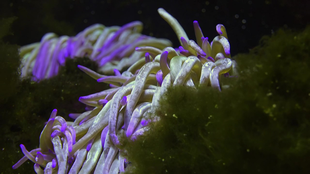 Sea anemone at the coral reef, animal, sea, wildlife, and underwater