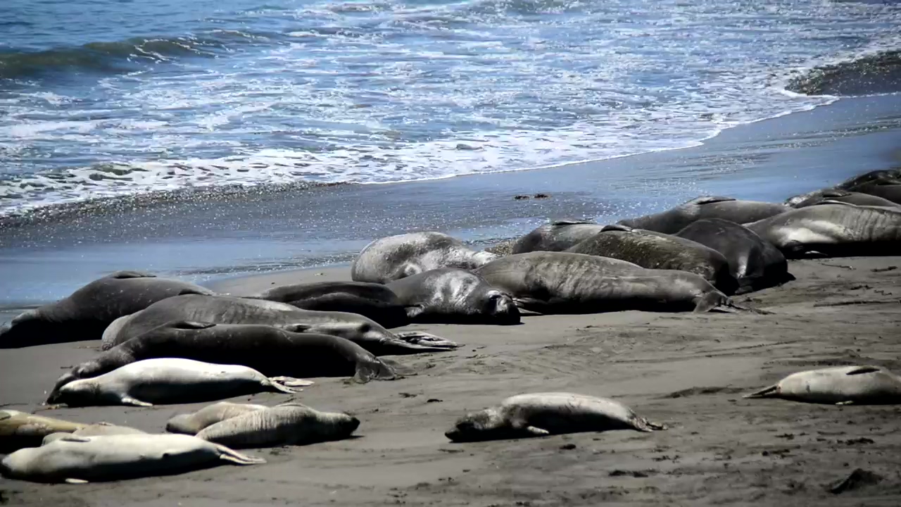 Sea elephants resting and taking the sun on the beach, beach, sea, wildlife, waves, wild animals, and sea animals