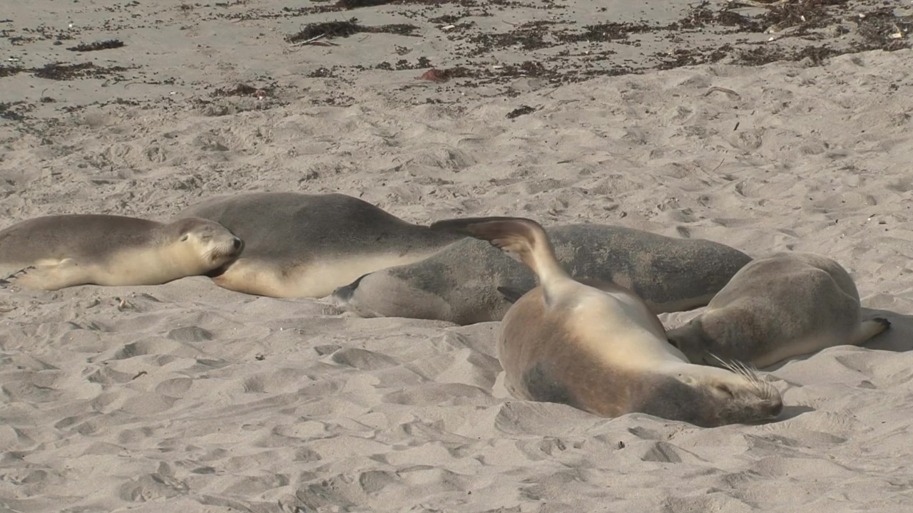 Sea lions sleeping in the sand, animal, sea, wildlife, and sand