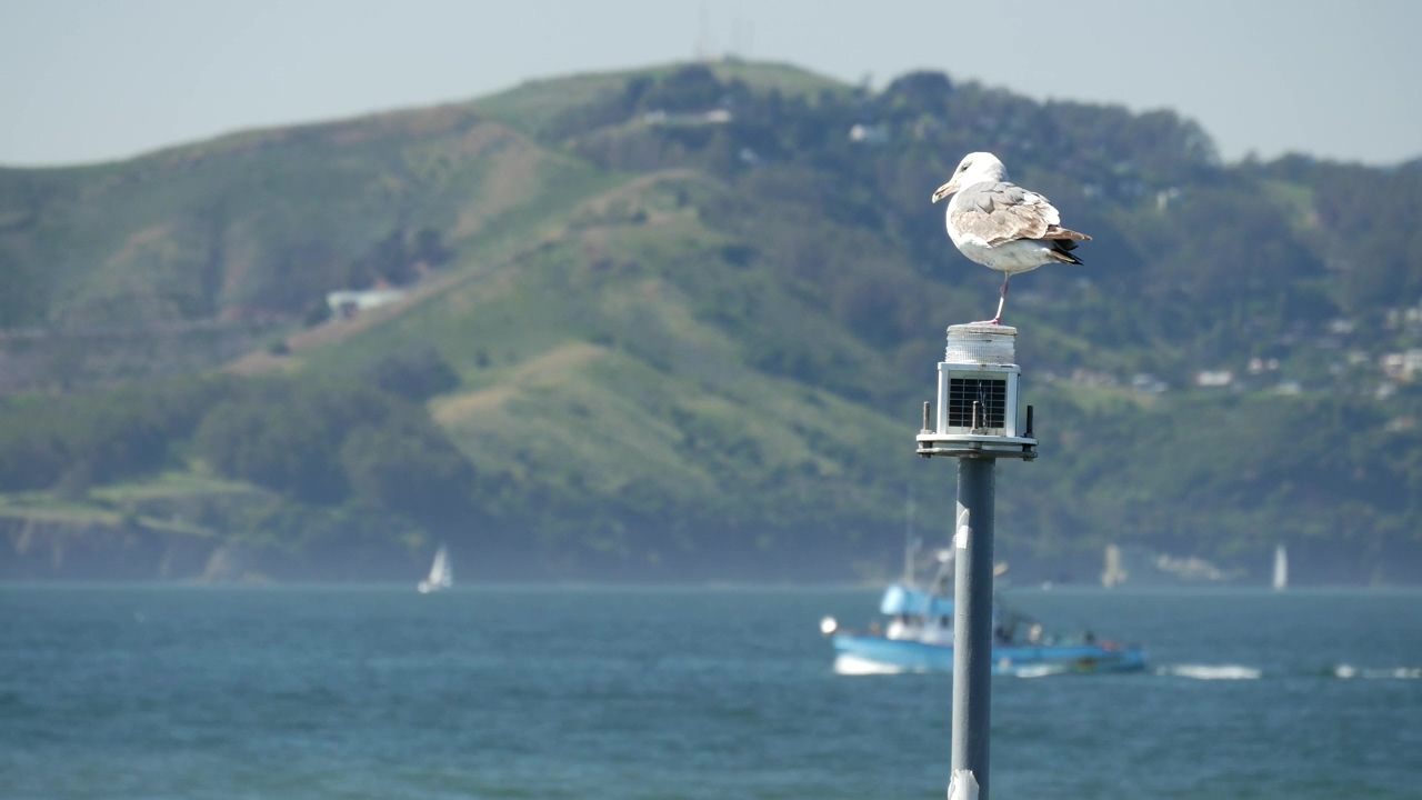Seagull sitting on a lantern in the lake, mountain, animal, lake, bird, cargo ship, and lantern