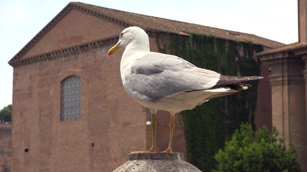 Seagull standing, animal, wildlife, and bird