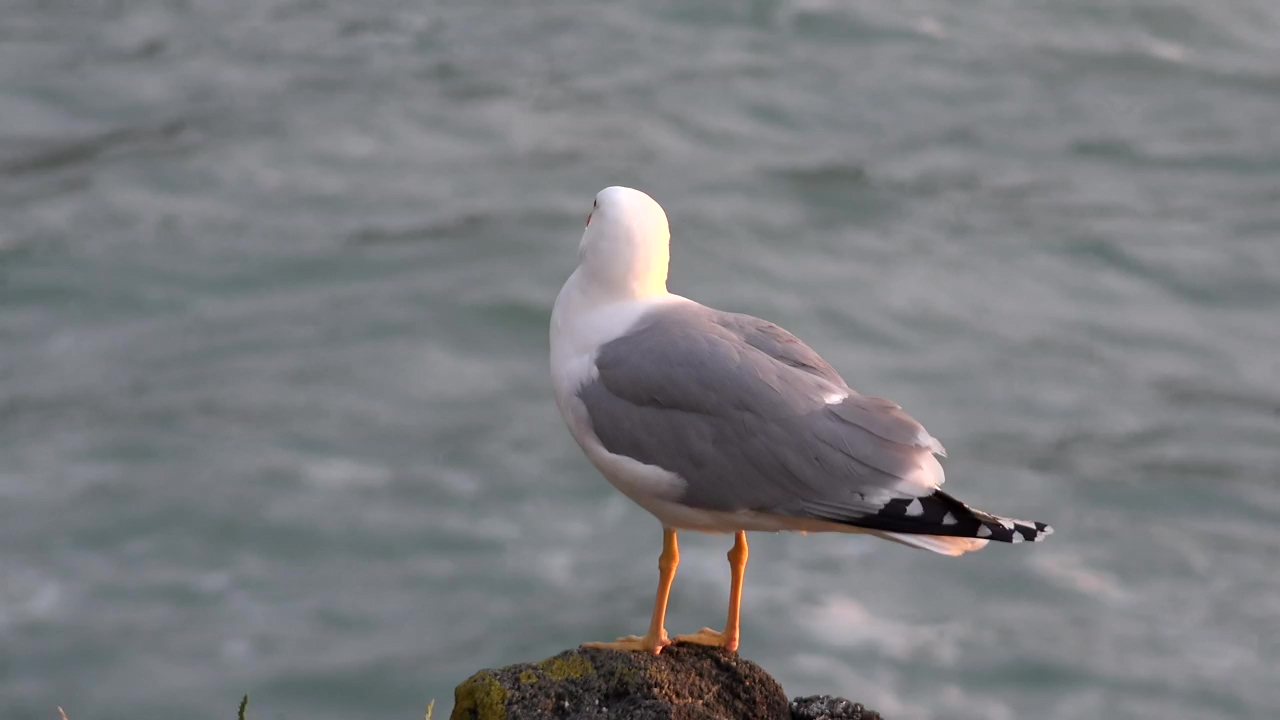 Seagull standing on a rock, animal, sea, wildlife, and bird
