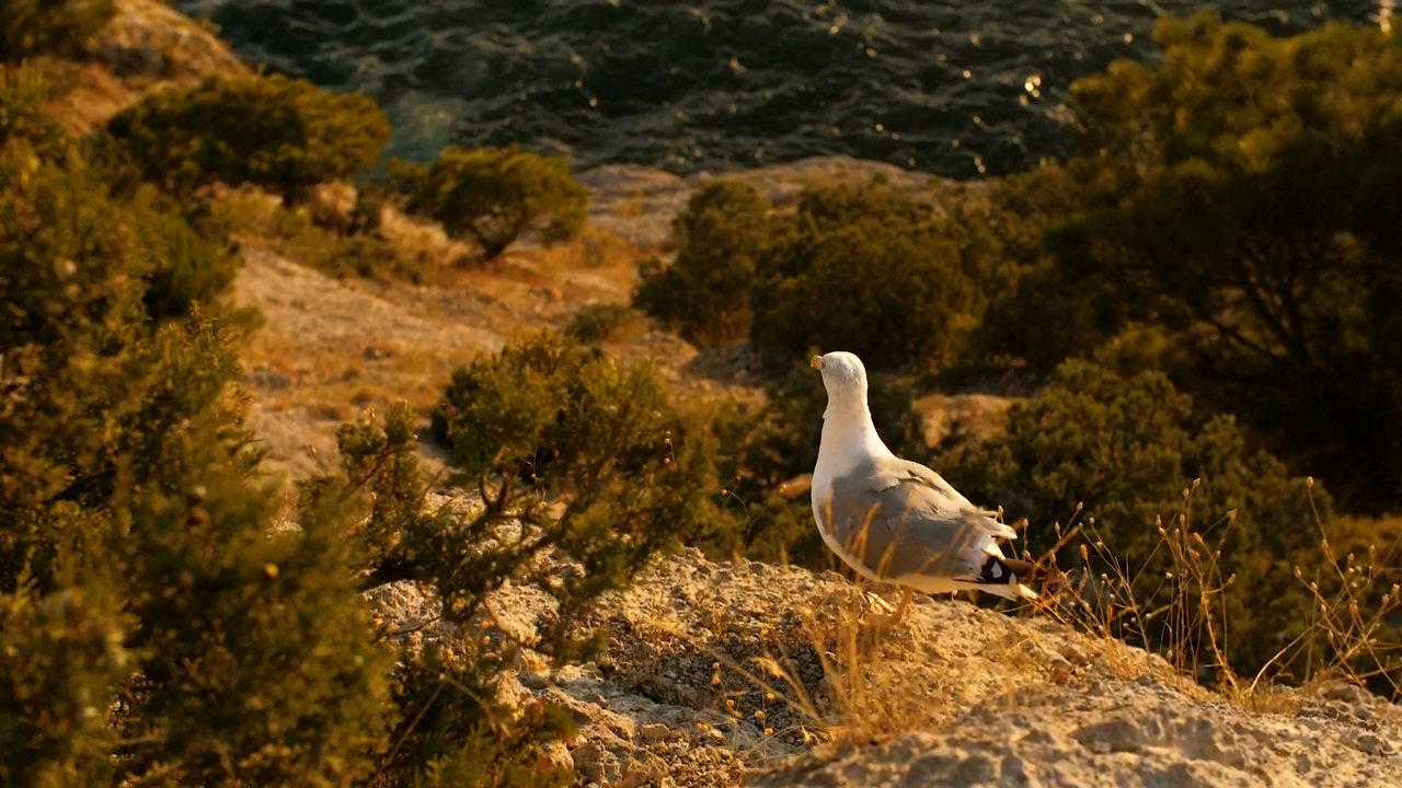 Seagull taking off near the sea, nature, wildlife, bird, and wild