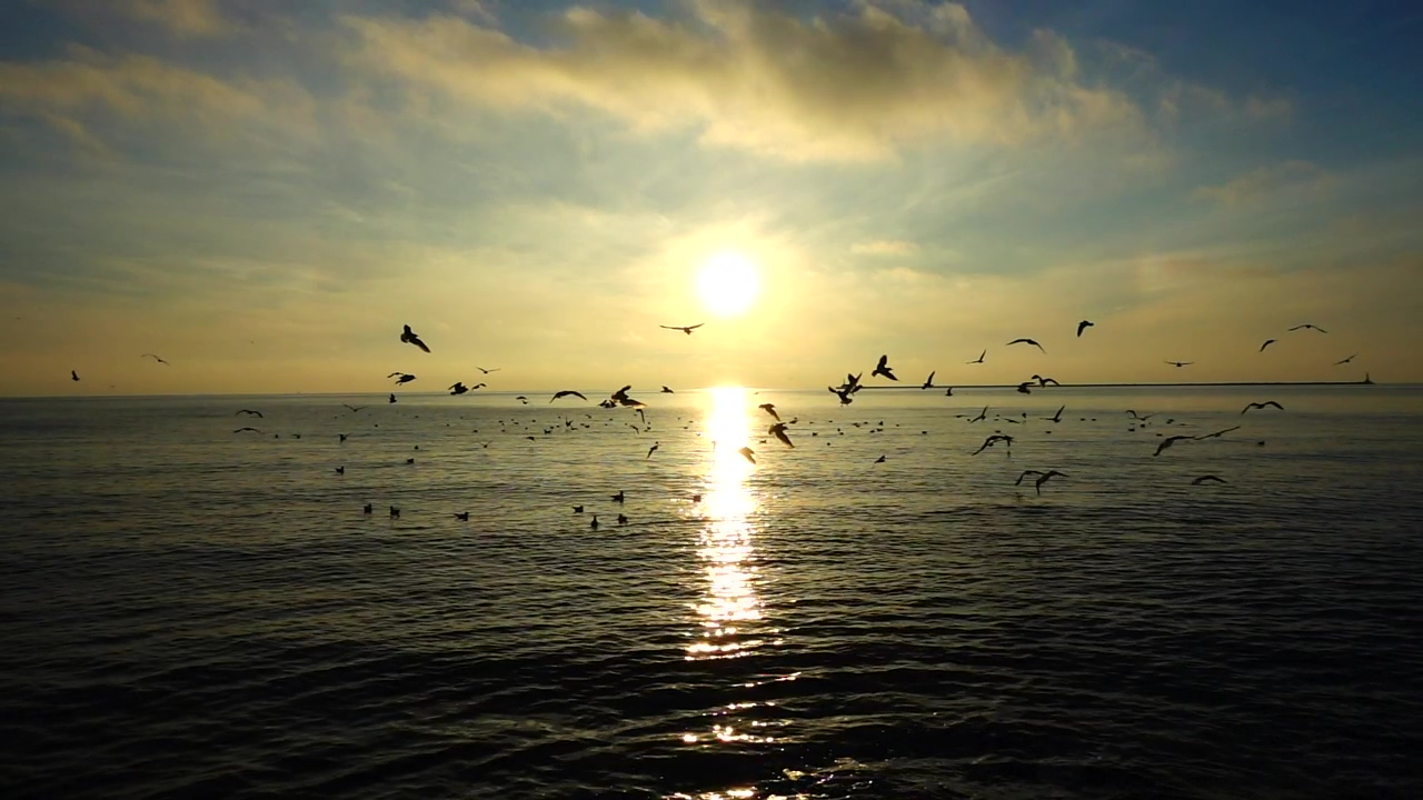 Seagulls against the horizon, sunset, ocean, and bird