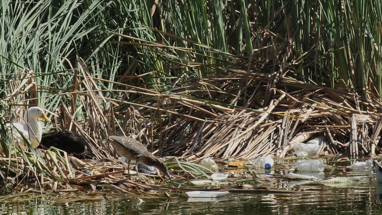 Seagulls and ducks around a river polluted with garbage, bottles and plastic bags, surrounded by herbs