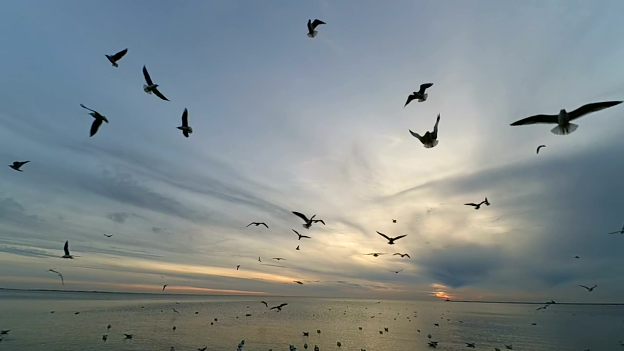 Seagulls at low tide #seashore #ocean #bird
