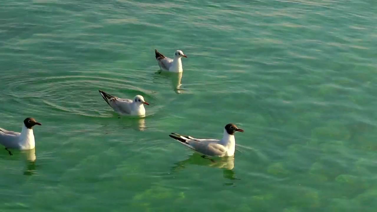 Seagulls floating on the water, water, wildlife, and bird