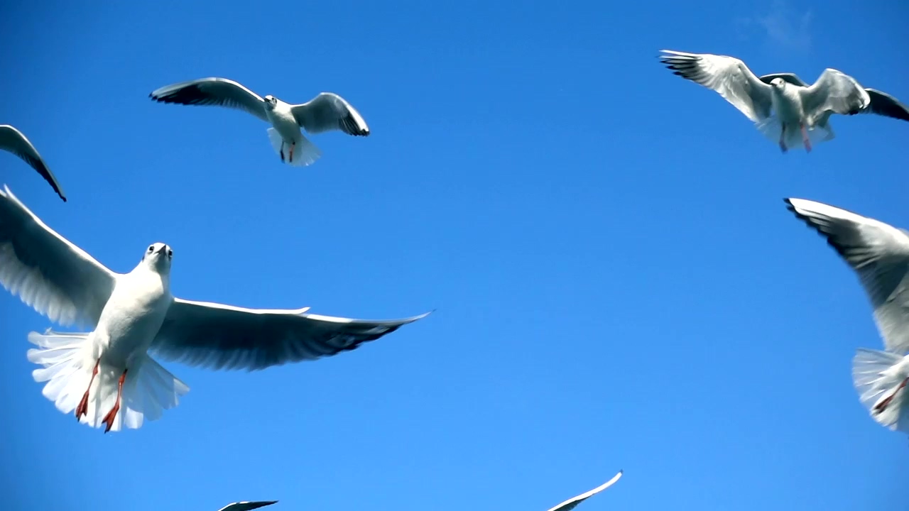 Seagulls fly trying to catch food, animal, sky, bird, blue sky, and birds