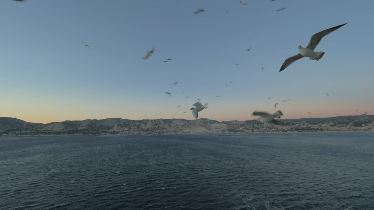 Seagulls flying alongside a cruise ship, bird and ship