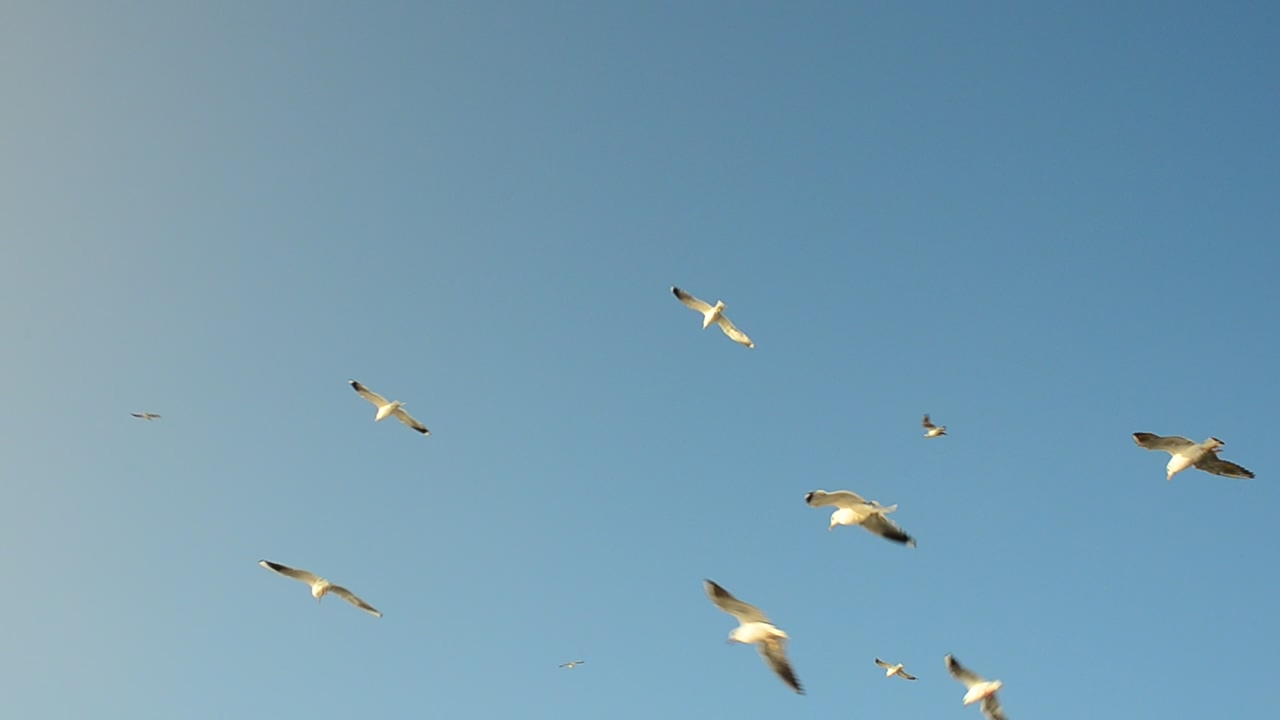 Seagulls flying around a feeding area, ocean, bird, and fly