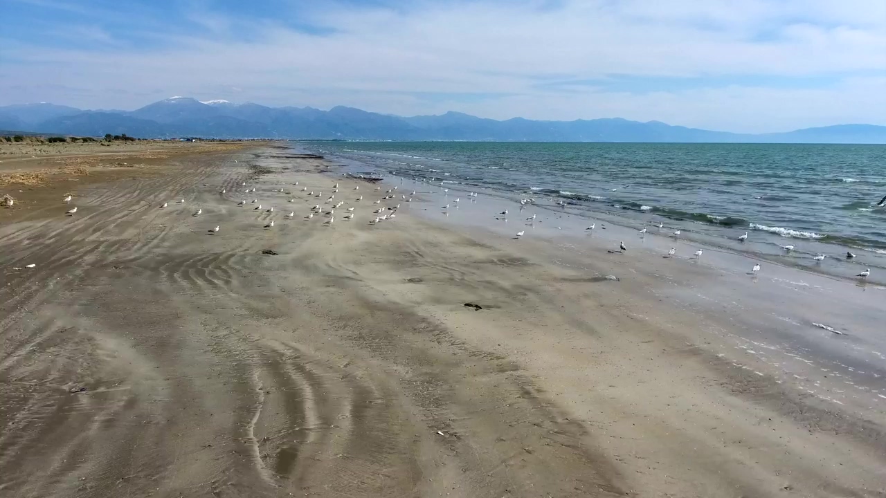 Seagulls flying at the beach, animal, beach, wildlife, ocean, and bird