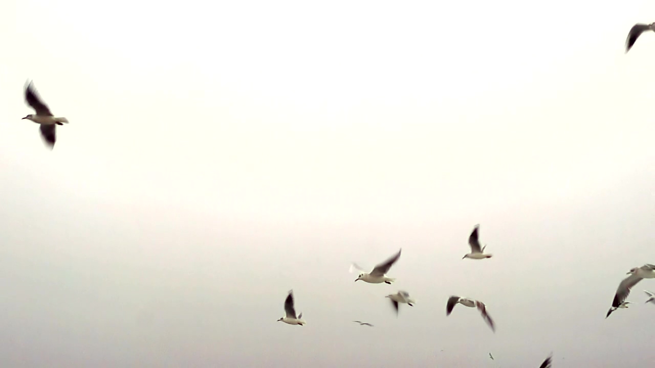 Seagulls flying in a clear sky, animal, wildlife, sky, bird, and fly