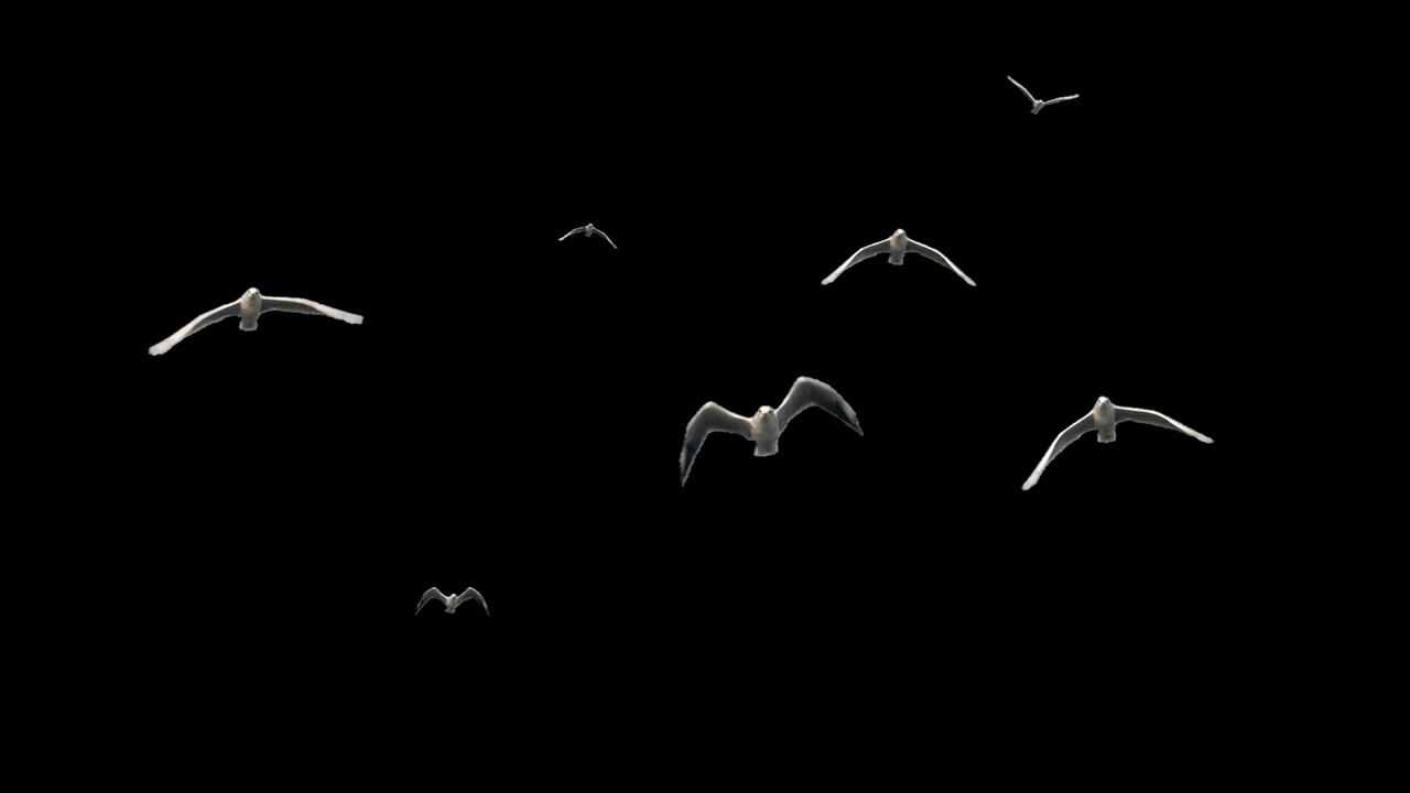 Seagulls flying in black background, wildlife, black background, bird, chroma key, and birds