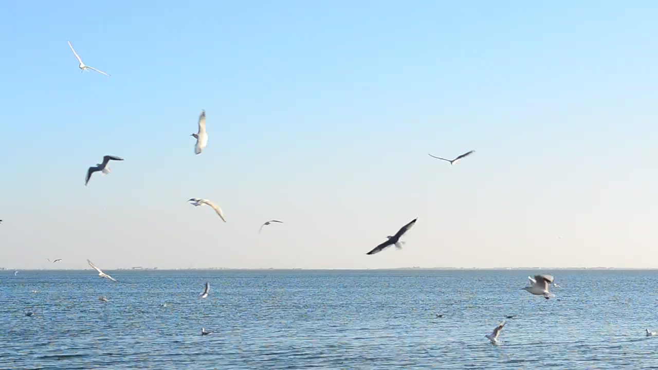 Seagulls flying in front of the sea on a sunny day, beach, sea, wildlife, bird, and birds