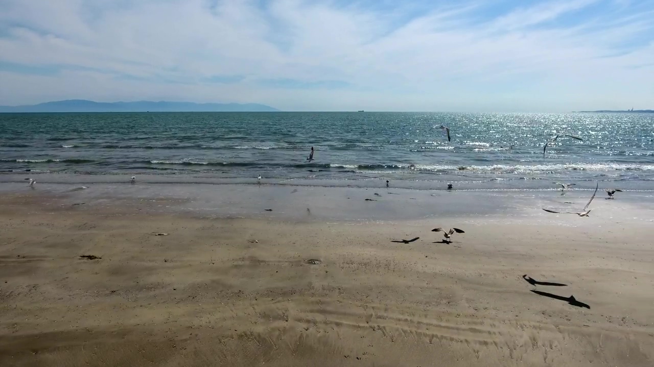 Seagulls flying on a deserted beach, animal, beach, wildlife, seashore, ocean, and bird