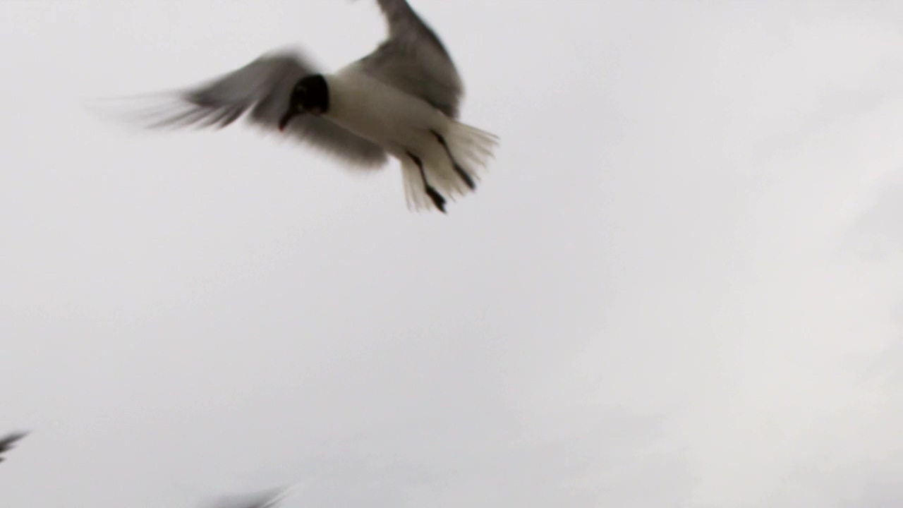 Seagulls flying on a rainy day, animal, sea, and bird