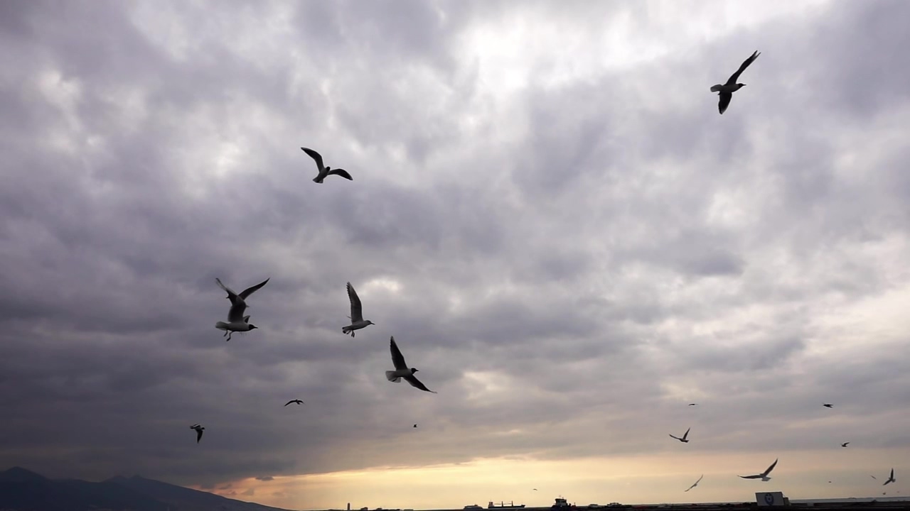 Seagulls flying over the sea before the storm, nature, sea, cloudy, bird, and storm