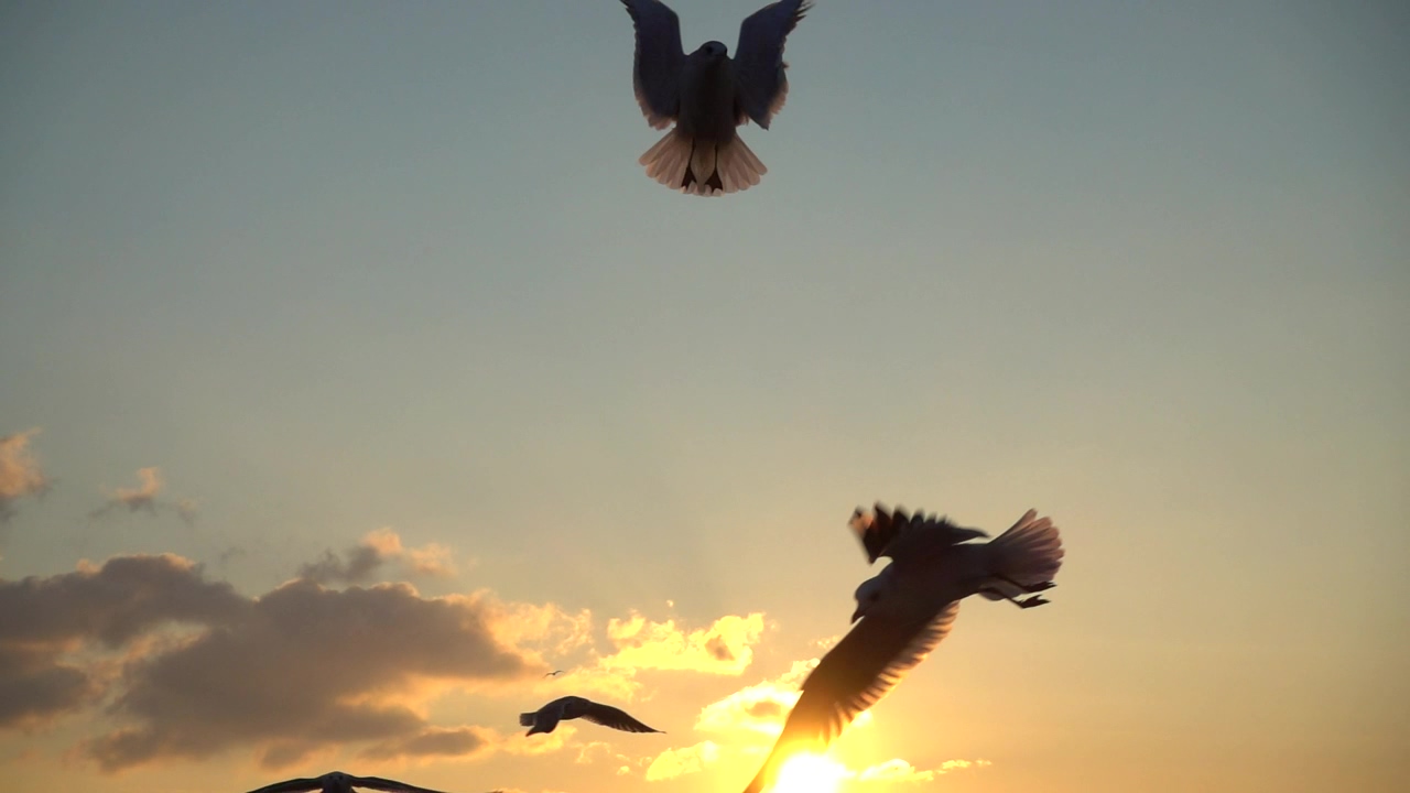 Seagulls flying over the sky at sunset, animal, sunset, sky, and bird