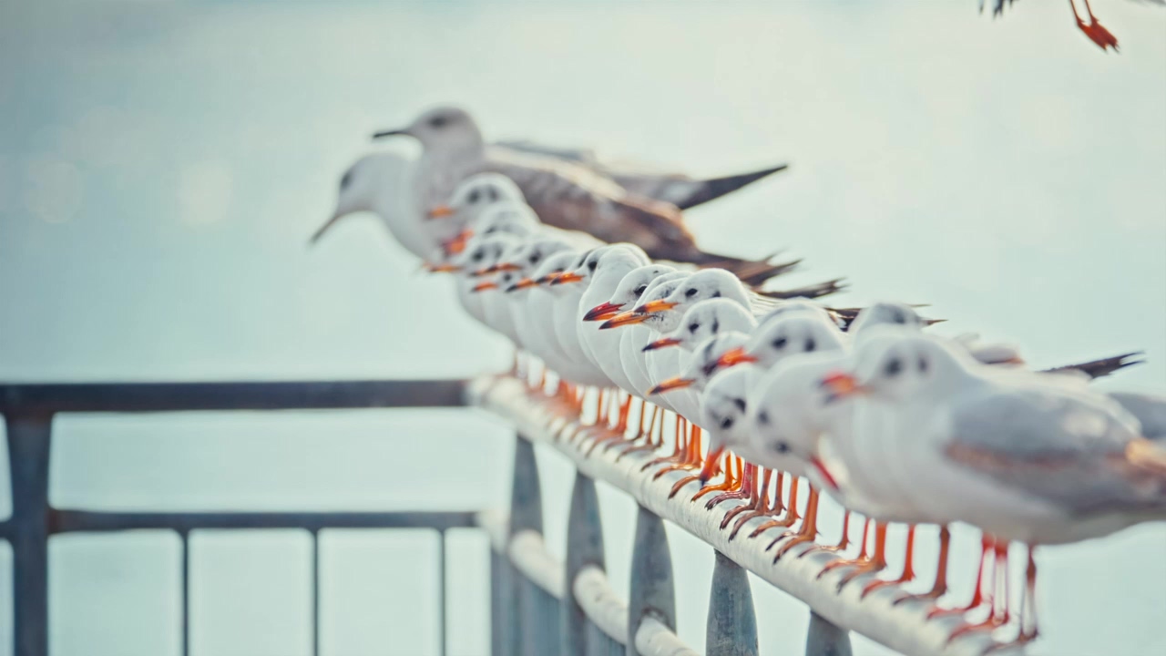 Seagulls landing on a railing in the wind, slow motion, sea, coast, birds, flight, fly, and sea animals