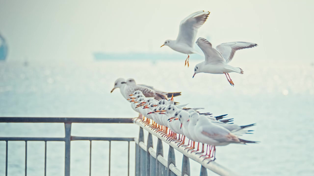 Seagulls standing on flying above a rail by the sea, sea, seashore, ocean, bird, sea animals, and wings