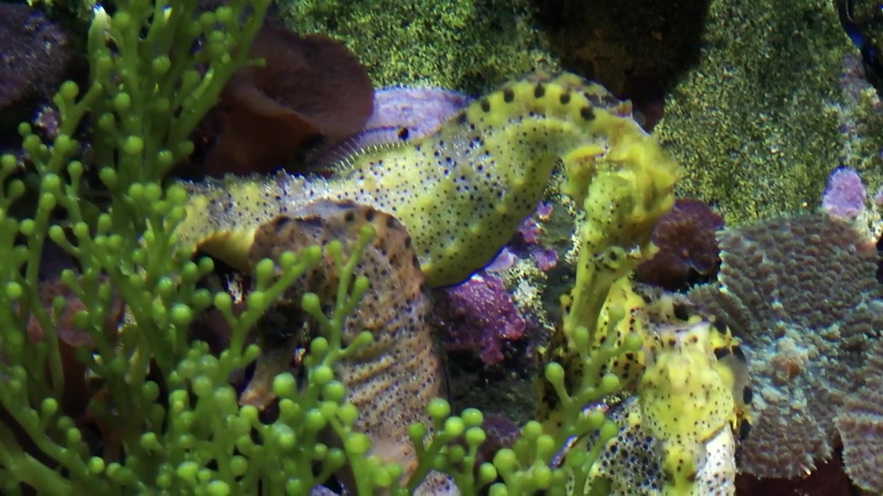 Seahorses in a marine aquarium fish tank close up #animal #underwater #fish #horse #horses #tank
