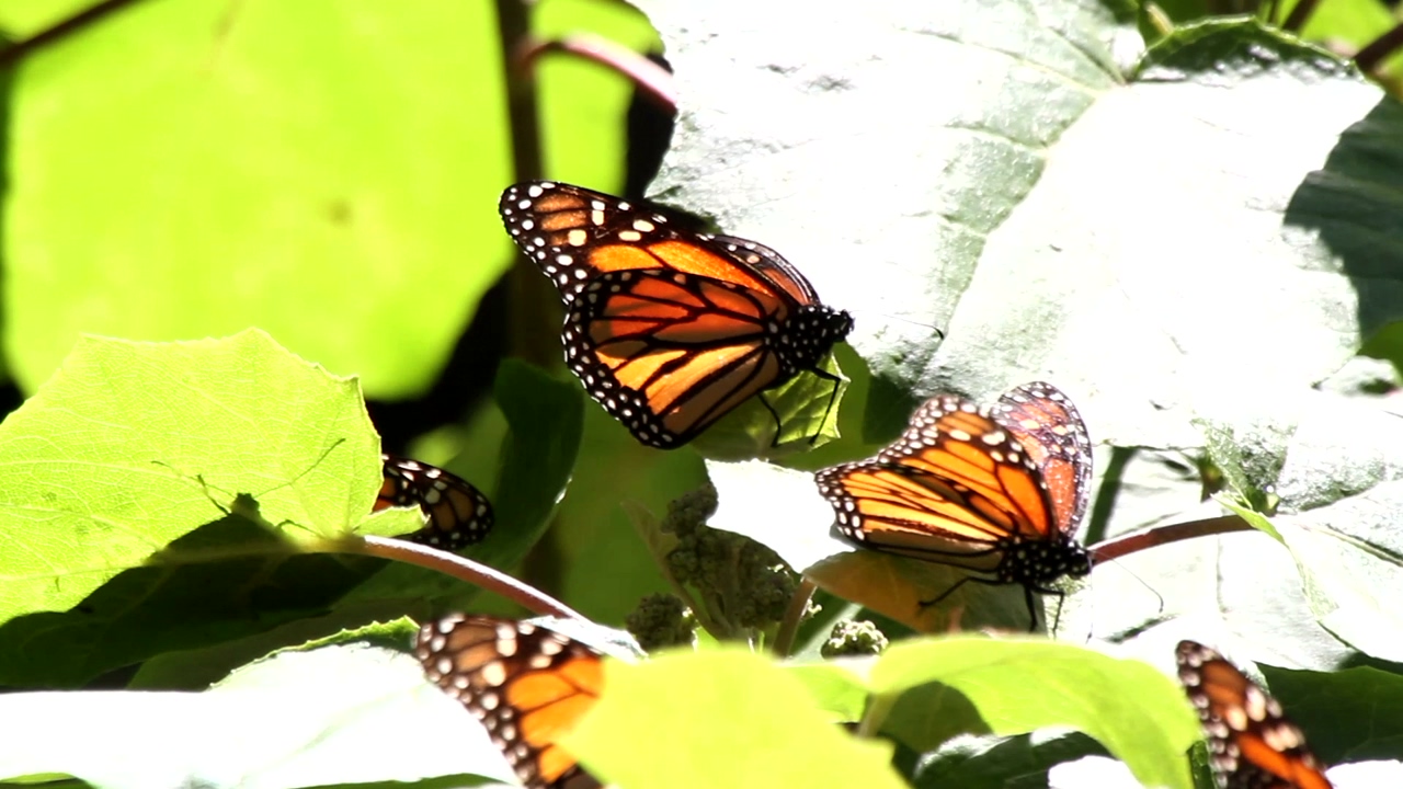Several monarch butterflies rest on the green leaves and branches of a tree on a sunny day