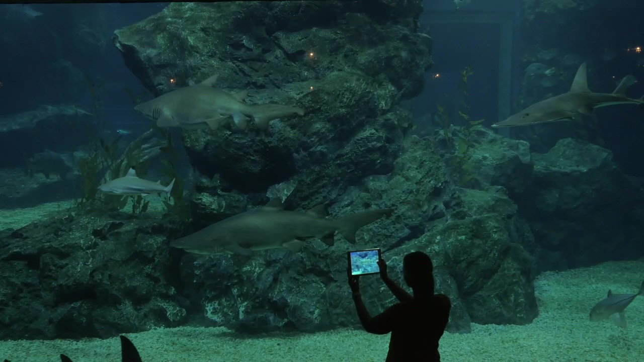 Sharks in a large tank, aquarium and shark
