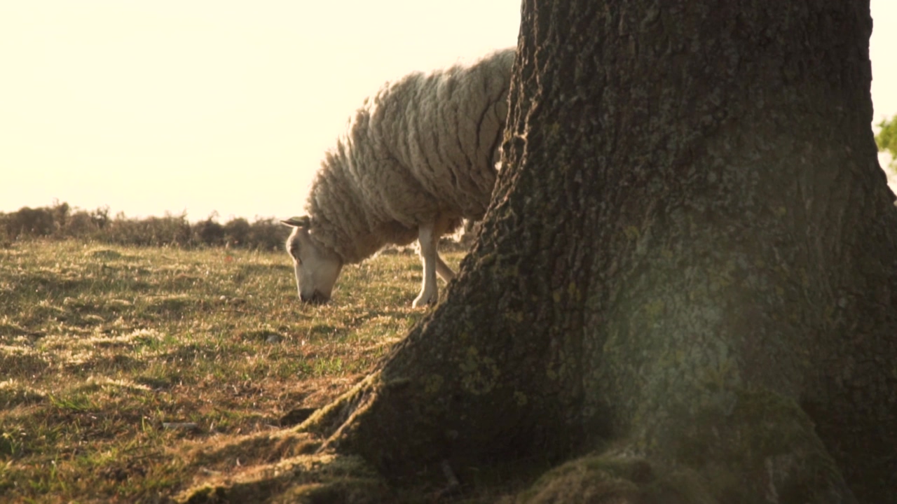 Sheep eating grass behind a thick tree, during a warm sunset in the peaceful nature of the countryside