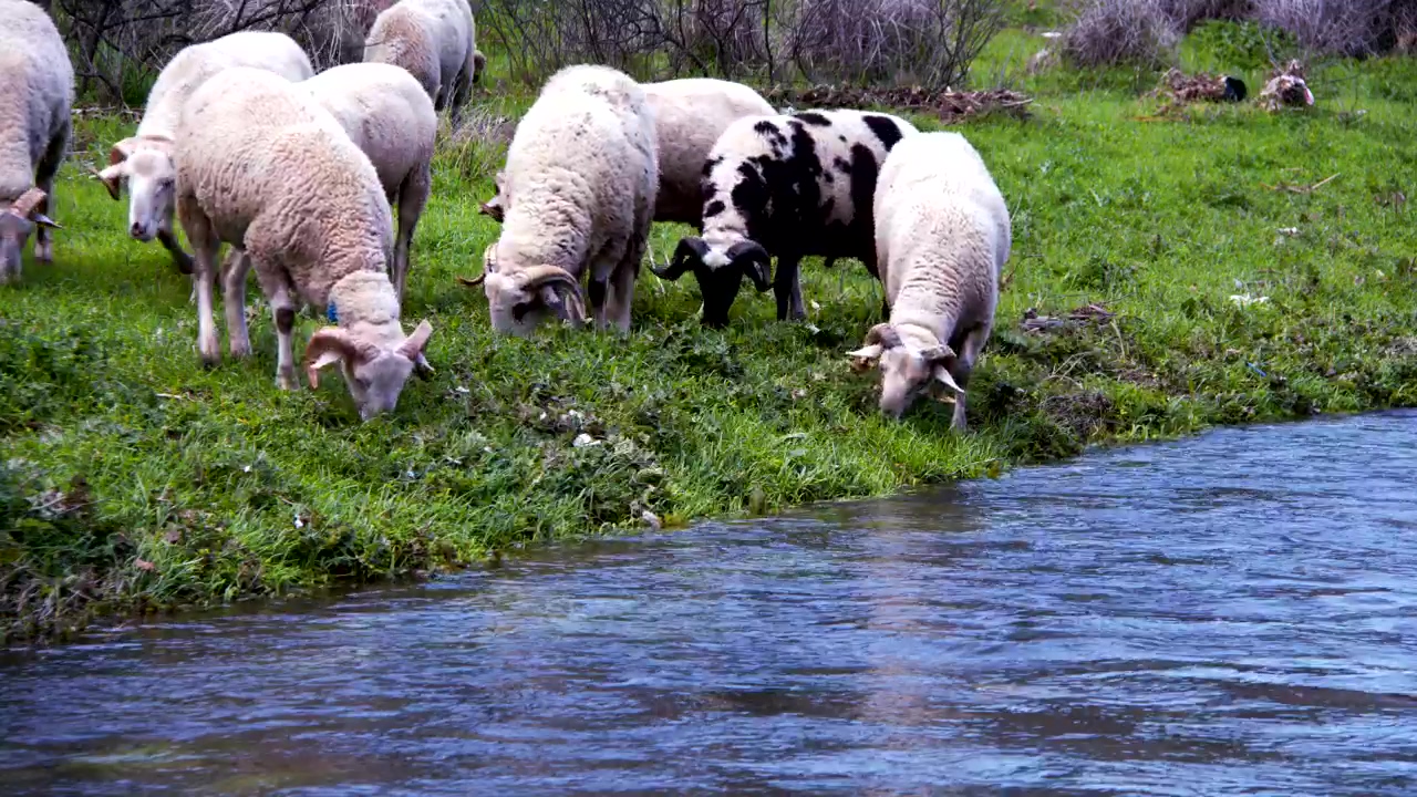 Sheep eating grass on the bank of a river, nature, wildlife, river, farm, wild, and sheep