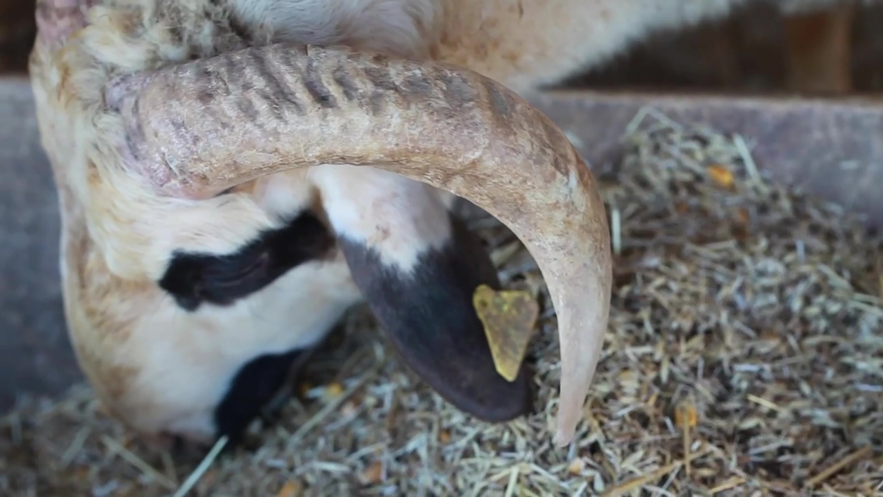 Sheep eating #very close view #animal #agriculture #farm #sheep