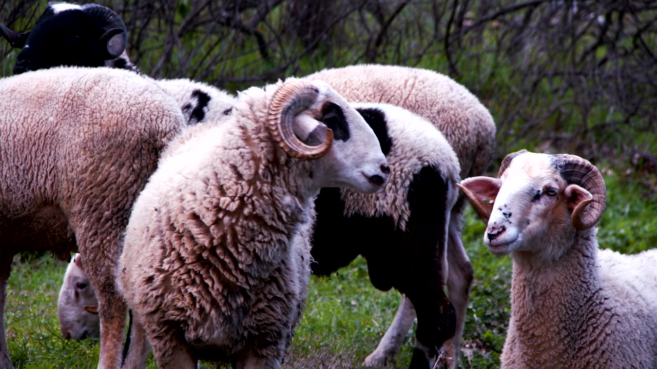 Sheep feeding, animal, sheep, and ramadan