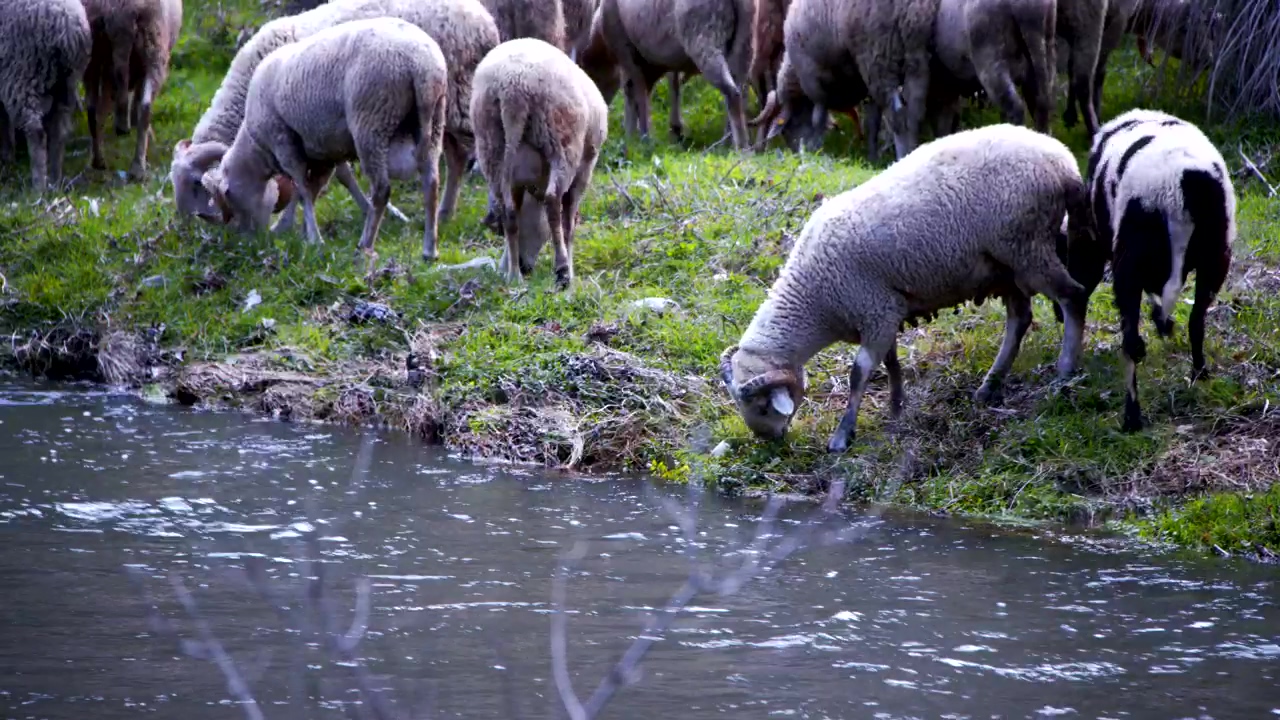 Sheep grazing by a river, animal, agriculture, and sheep