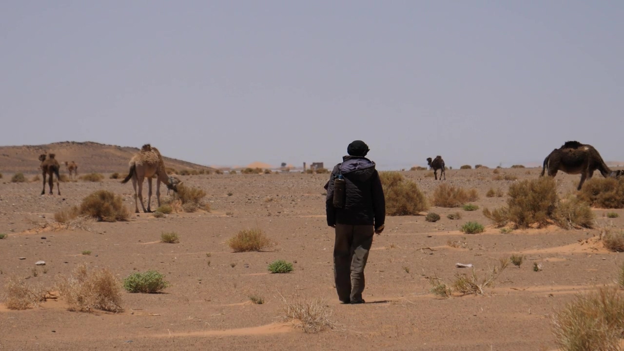 Shepherd walking towards his camels in the desert, animal, wildlife, desert, and camel