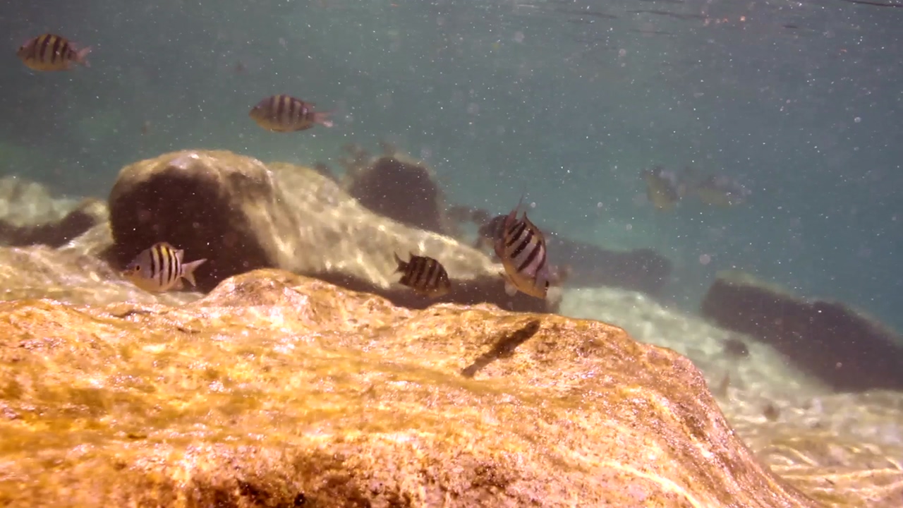 Shot of small fish of various types swimming underwater on a reef near a rock at the base of the shot