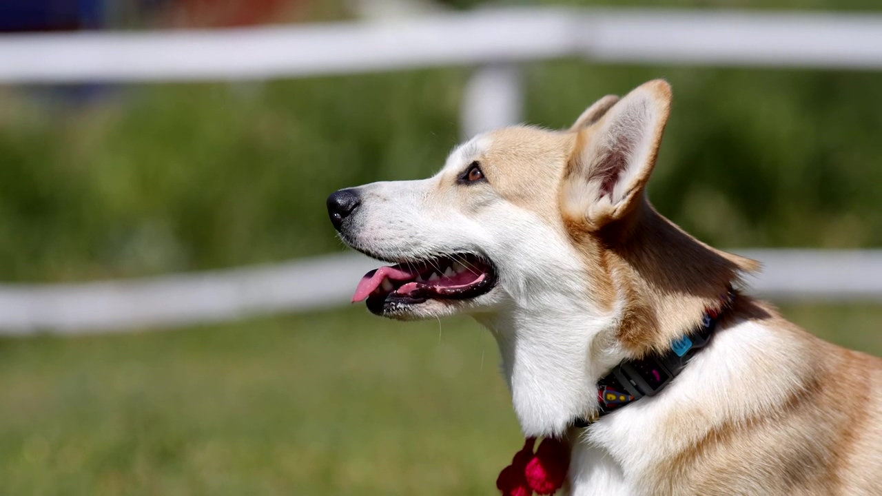 Side view of a corgi looking up at his owner waiting for a treat, dog, pet, pet owner, animals, dogs, and corgi