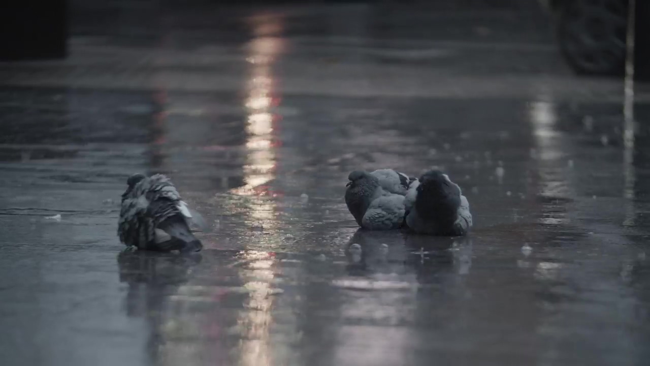 Sight of pigeons calmly resting in the rain during a storm, watch as these birds embrace the peacefulness of nature's elements