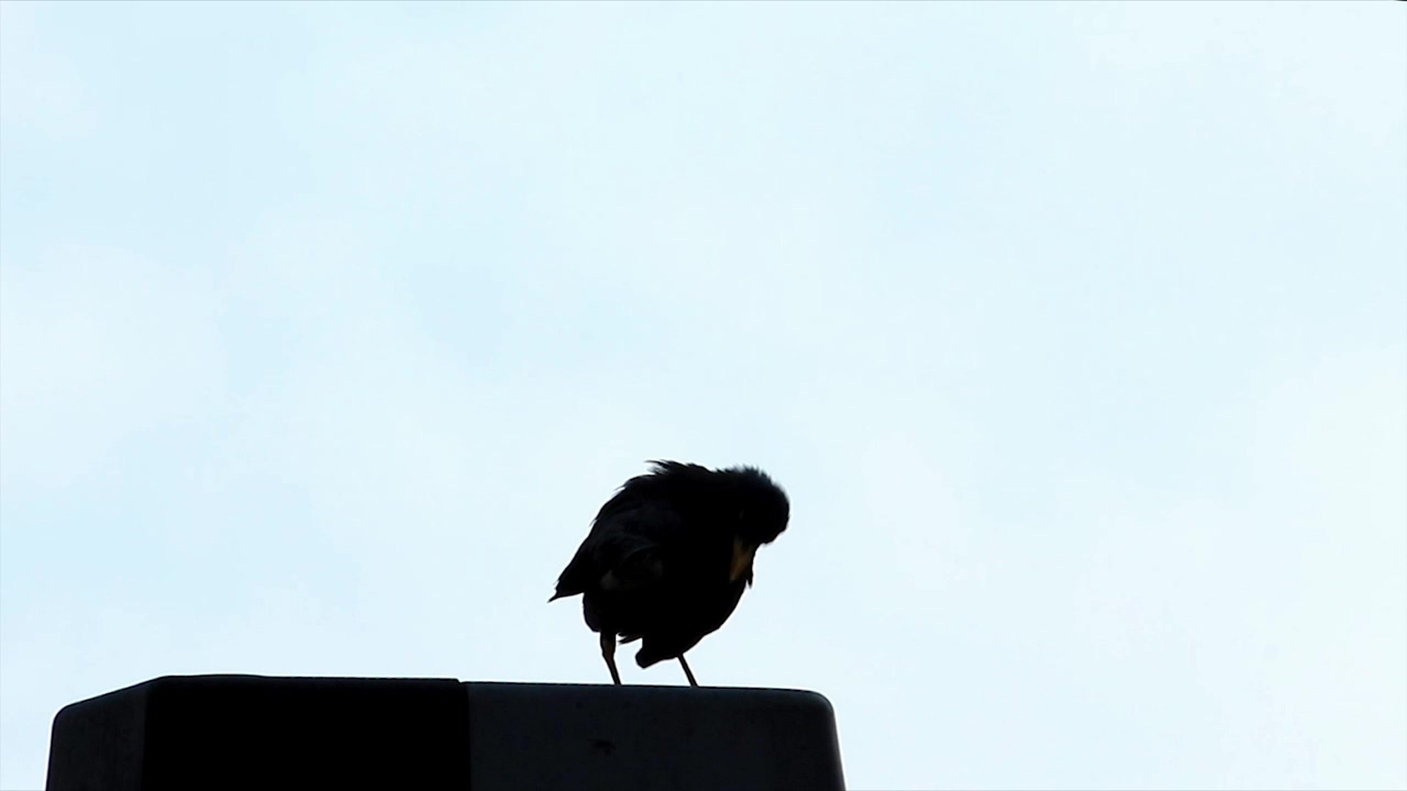 Silhouette of a bird against the sky, sky, silhouette, and bird